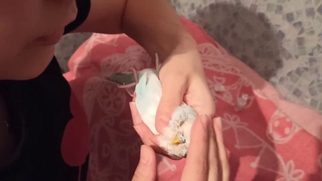 У попугая красные глаза, лечим выставочного волнистого попугая Мэра! смотреть онлайн