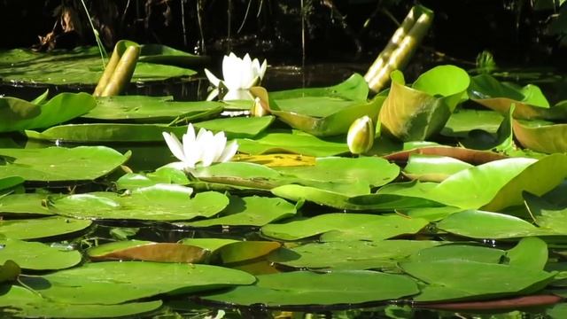 Summer day & opera смотреть онлайн