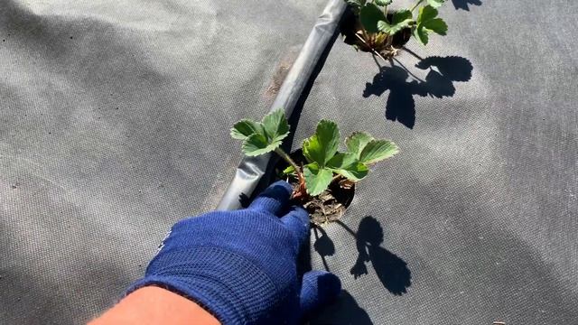 Затенение нсд сортов клубники | Спасение от жары смотреть онлайн