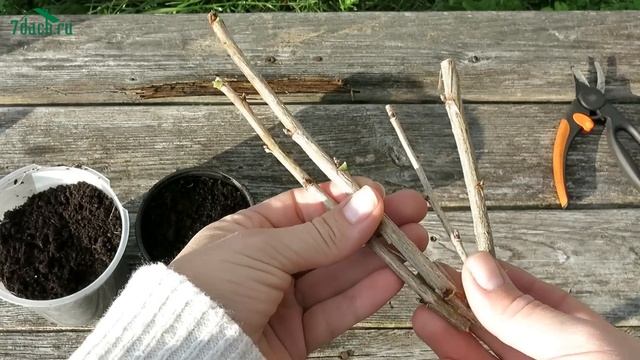 Размножение красной смородины черенками - 7 дач смотреть онлайн