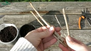 Размножение красной смородины черенками - 7 дач