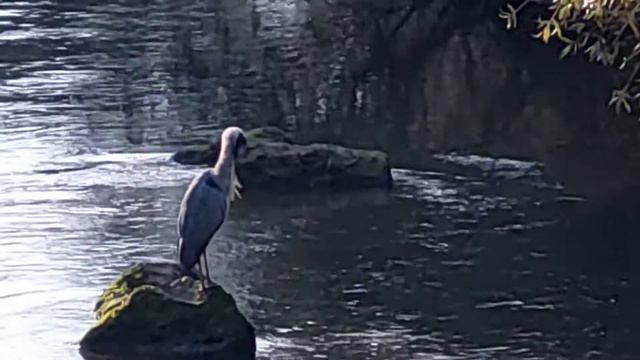На утренней зорьке , в Царстве - Серой Цапли // At darn , in the realm of the grau heron . смотреть онлайн