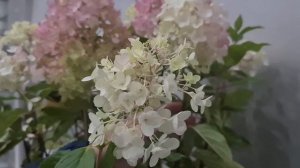 Милк энд Хани. Обильноцветущая гортензия ,не требующая ухода.