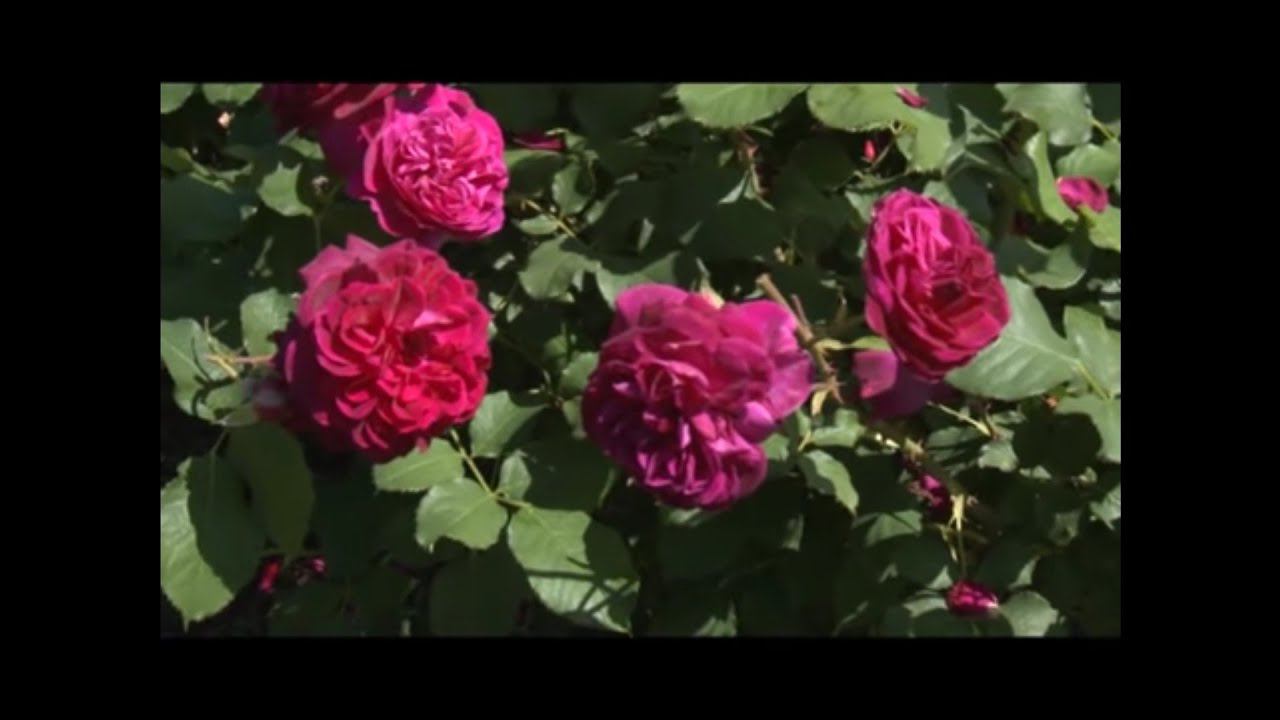 Конец марта. Обрезаю розы. смотреть онлайн