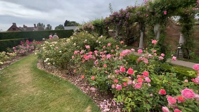 🌹 David Austin's Boscobel Rose / AUSCousin / English Shrub Rose смотреть онлайн