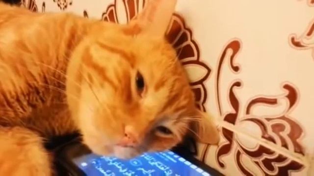 Кошка 🐱 🐈 Внимательно слушает 🤤 КОРАН✅ смотреть онлайн