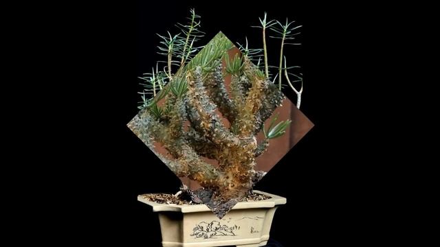 Euphorbia balsamifera смотреть онлайн