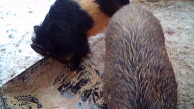 Три поросёнка. Кормление смотреть онлайн