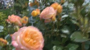 РОЗА«GARTENSPASS»-----СПЛОШНОЙ ВОСТОРГ!!!