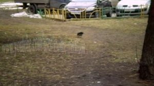 Что едят вороны.