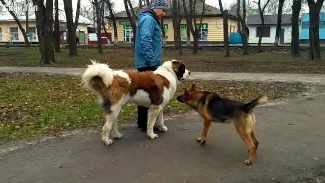 МОСКОВСКАЯ СТОРОЖЕВАЯ В ДЕЛЕ... На что способен этот огромный пёс