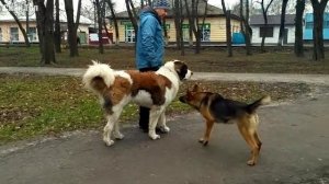 МОСКОВСКАЯ СТОРОЖЕВАЯ В ДЕЛЕ... На что способен этот огромный пёс