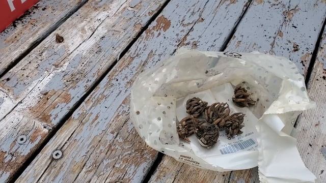 Видео-дневник цветовода. Пересадка цветов. Рассада. Обзор клумб. Май 2021 смотреть онлайн