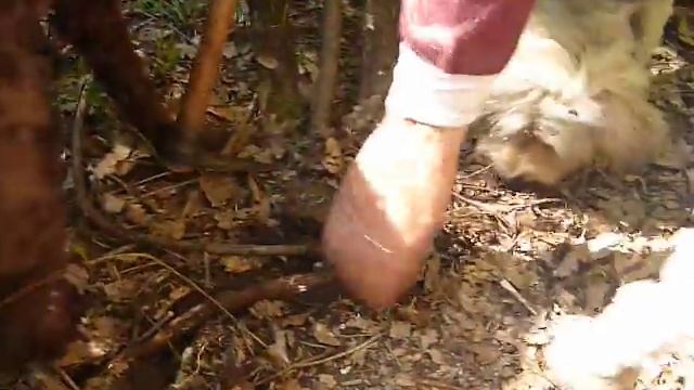Tuber aestivum trovati a Cassino (FR) смотреть онлайн