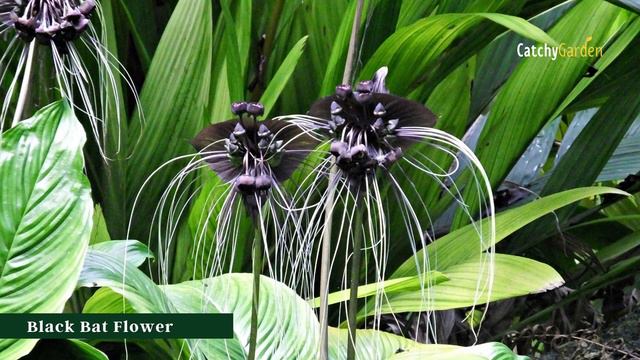 7 Plants with Black Flowers That Make Your Backyard Look Dramatic 🍀💐 // Gardening Ideas смотреть онлайн