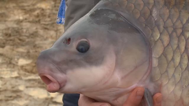 Döme Gábor - A nagy Buffalo Carp 1. epizód смотреть онлайн