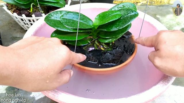 Lan Hồ Điệp ra rễ khoẻ mạnh không bị côn trùng gây hại nhờ nước Vôi trong | Phalaenopsis orchid смотреть онлайн