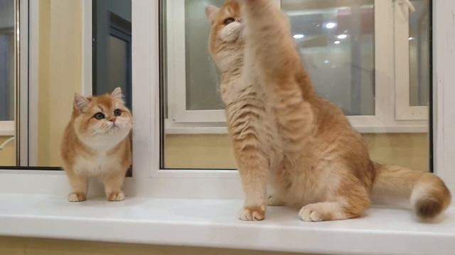 Красивая пара британских золотых кошек смотреть онлайн