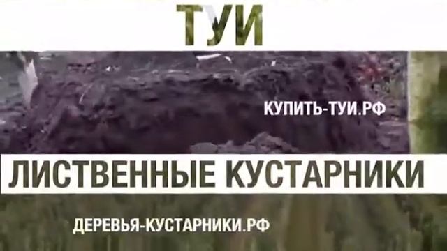 Питомник хвойных и лиственных растений. смотреть онлайн