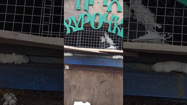 Декоративные голуби: черноплекие павлины смотреть онлайн