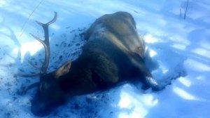 Охота на изюбря с подхода