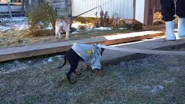 ДЕТСКАЯ КУХНЯ С НАСТОЯЩЕЙ ВОДОЙ🌈/ БУСЯ В ДЕРЕВНЕ В КОМПАНИИ🐾/РАЗВИВАШКИ ДЛЯ МАЛЫШКИ 🍀🌟 смотреть онлайн