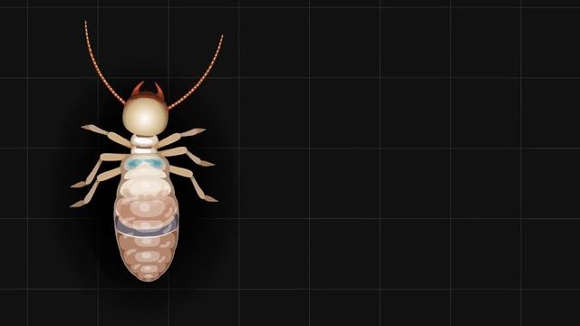 Exploding Termites Defend Their Colony : Unusual Termite Science