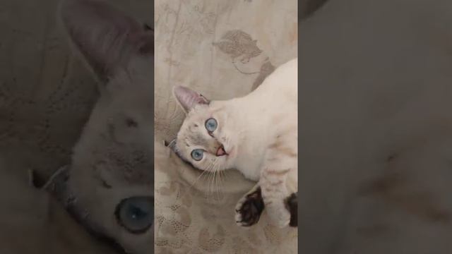 Наш голубоглазый кот ? смотреть онлайн
