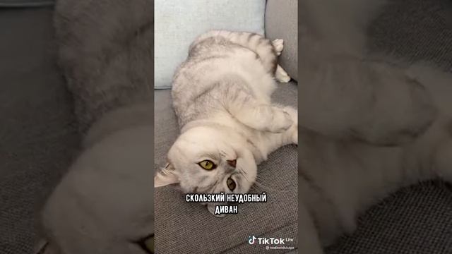 Почему кошки любят спать на одежде??? смотреть онлайн