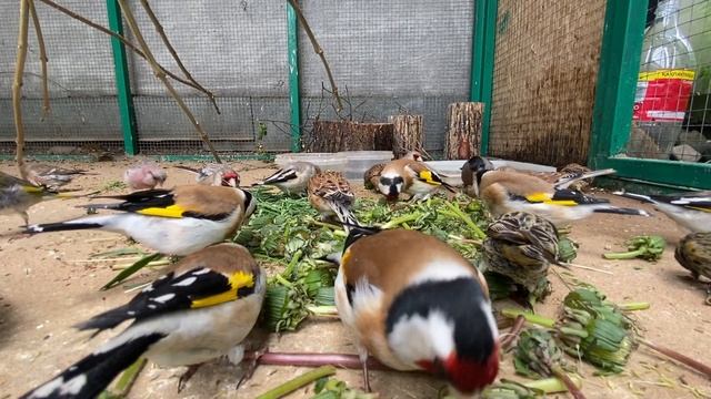 Щеглы, чижи, красношапочные вьюрки, реплы, снегири, урагусы кушают одуванчик! смотреть онлайн