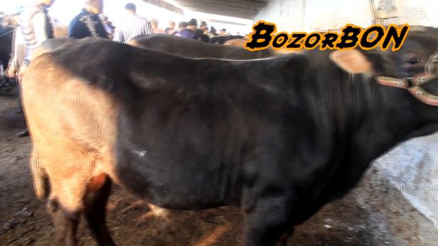 DIQQAT! MOL BOZOR NARXLARI ARZONLADIMI ? | ANDIJON, ASAKA - PAYSHANBA BOZORI