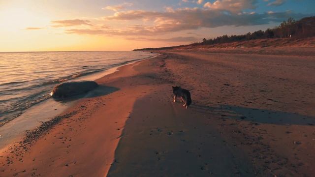 Nemirseta beach in Palanga, Lithuania, dog walking смотреть онлайн