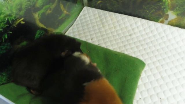 БОНУС и ШАРЛИЗ вместе 01.09.23 ПОЧЕМУ я НЕ хочу завести #СКИННИ #американскийтедди #морскаясвинка смотреть онлайн