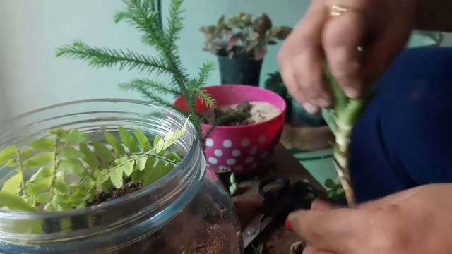 How to make Terrarium ? || Terrarium in a pot || Fun Gardening || 27 May, 2017 смотреть онлайн