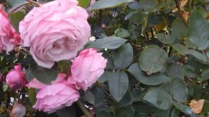 ГОЛУБЫЕ РОЗЫ.Моя коллекция.Геркулес,Розенфасцинацион,Акрополис.