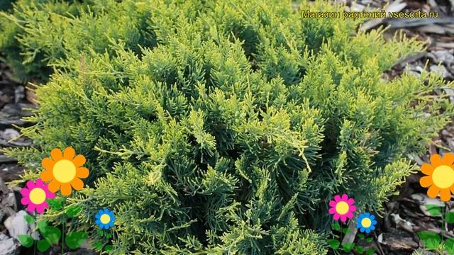 Можжевельник виргинский Золотая весна. Краткий обзор, описание juniperus virginiana Golden Spring смотреть онлайн