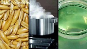 ОВСЯНЫЙ ОТВАР.  Как заваривать овес для печени.  Рецепт#DomSovetov