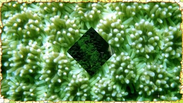 Уход за волосами с использованием оливкового масла