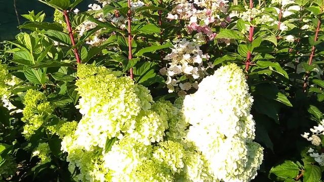 11августа2019 Высокорослые Метельчатые Гортензии. смотреть онлайн