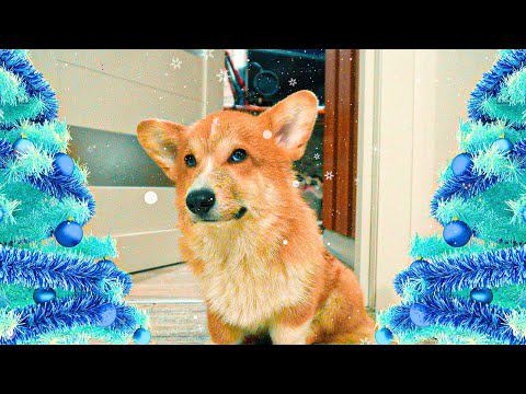 КОРЖИК! Поздравление подписчиков с Новым годом! смотреть онлайн