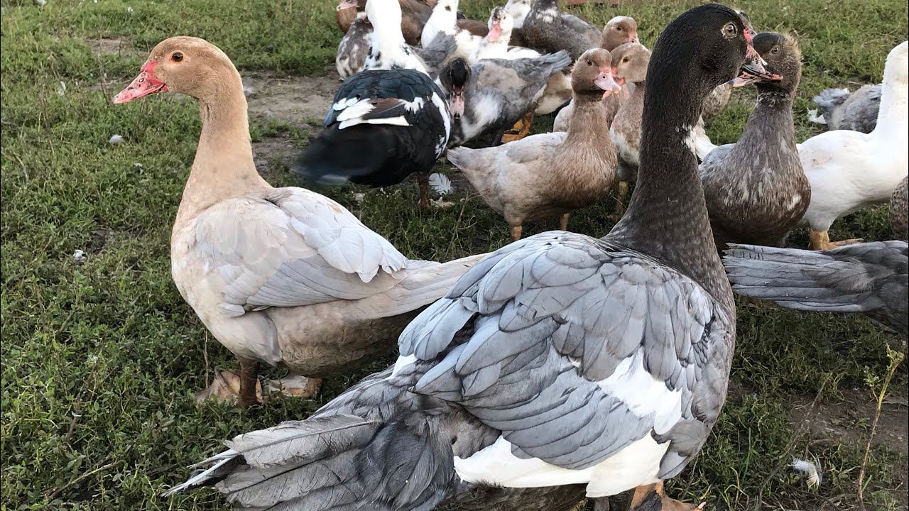 Мускусные утки - младшие утята / Индоутки / Конец племенного сезона / Мускусная утка