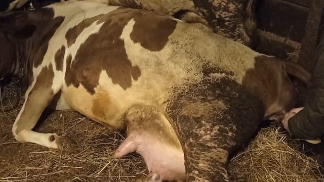 отел коровы 1января 2022 от начала до конца