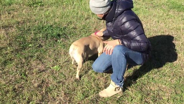 Французский бульдог Persi .Чистим шерстку. смотреть онлайн