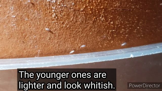 Phalaenopsis crown rot | Moisture and Springtail bugs | Springtails in indoor plants смотреть онлайн