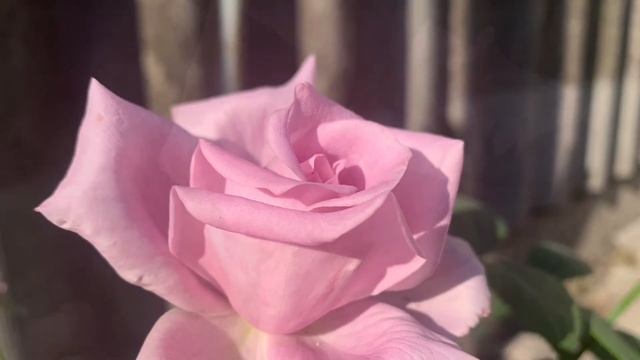 Розы Жорж Санд, Сиси, Дабл Делайт 2021 г. смотреть онлайн