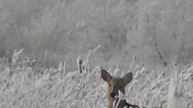 КОСУЛЯ(самка) ПРЯЧЕТСЯ, САМЕЦ МГНОВЕННО ИСЧЕЗАЕТ... смотреть онлайн