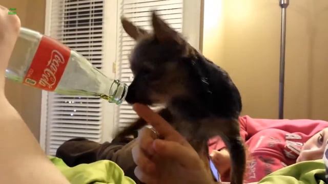 Щенок пьет колу смотреть онлайн