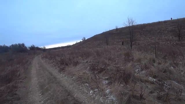Охота по выпускному фазану с дратхаарами. смотреть онлайн