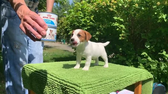 Красивые гладкошёрстные щенки Джек Рассел терьера смотреть онлайн