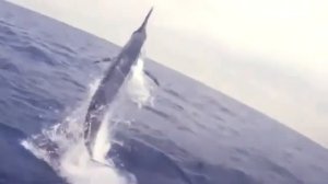 Атлантический голубой марлин